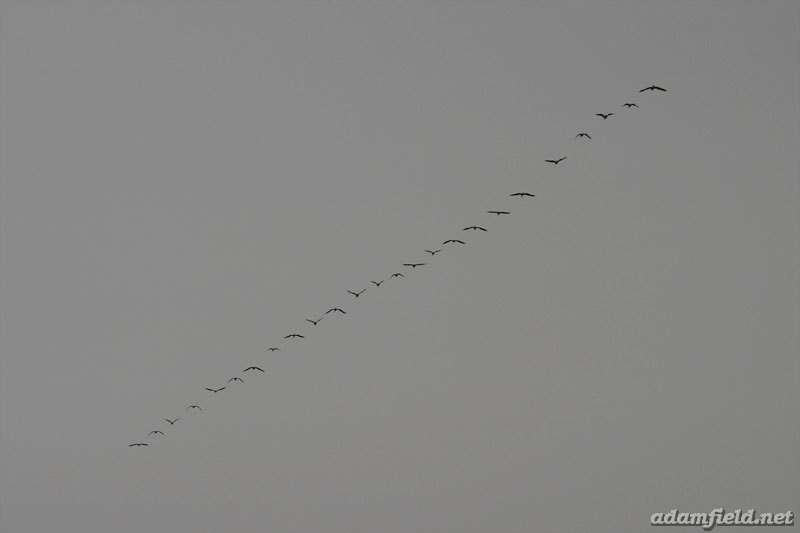 A Slash Across a Grey Sky